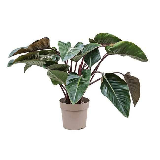 Philodendron Red Beauty L