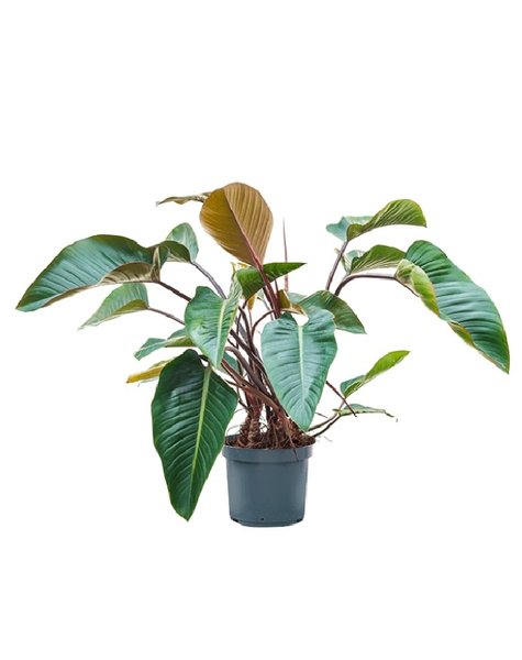 Philodendron