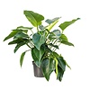 Philodendron Green Beauty XL