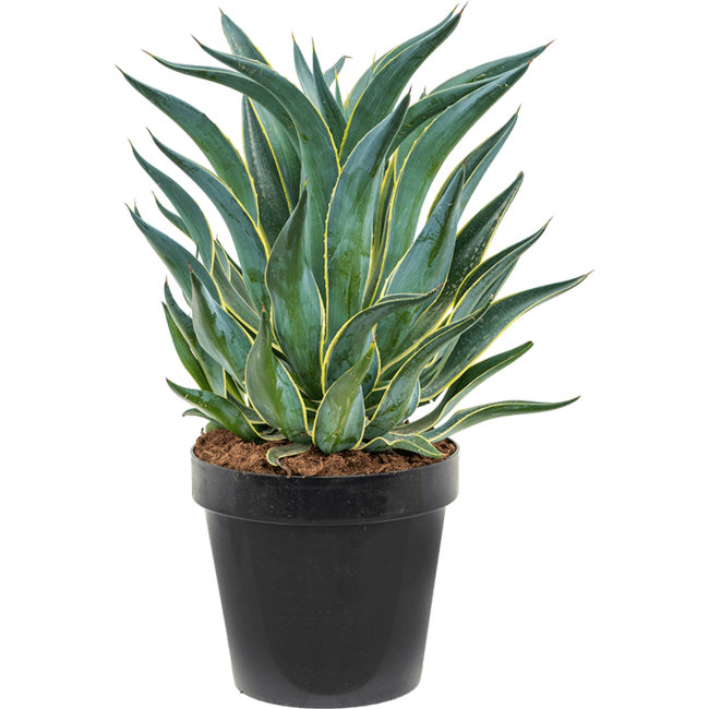 Agave Desmentiana