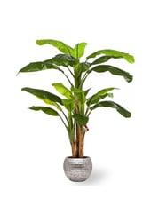 Kunstplant bananenboom in Gehamerd Zilver