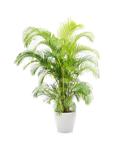 Lechuza Lechuza | Areca