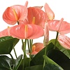 Anthurium Zalm S