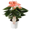 Anthurium Zalm S