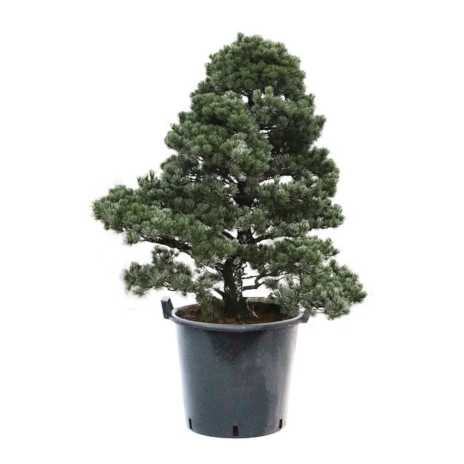 Bonsai Japanse witte den XL