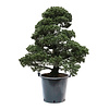 Bonsai Japanse witte den XXL