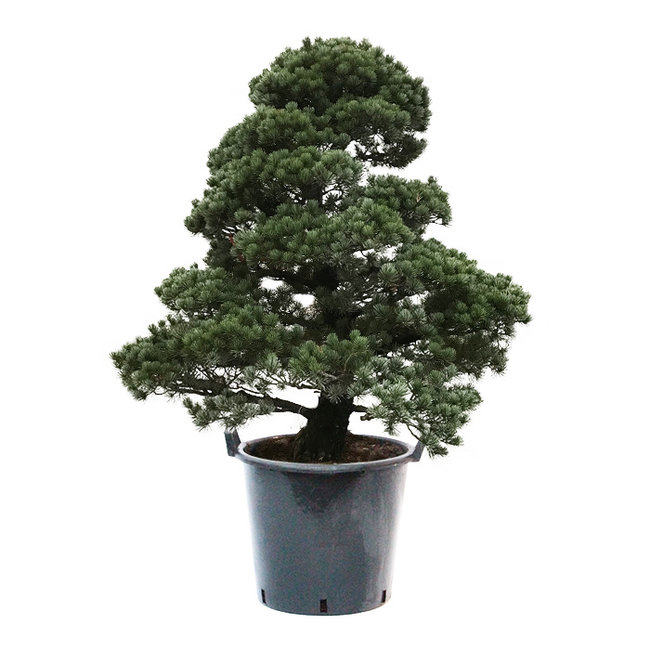 Bonsai Japanse witte den XXL