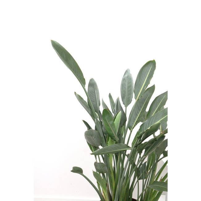 Strelitzia reginae  L