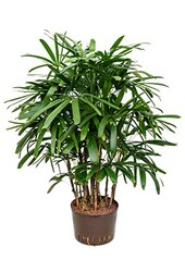 Hydroplant Rhapis excelsa