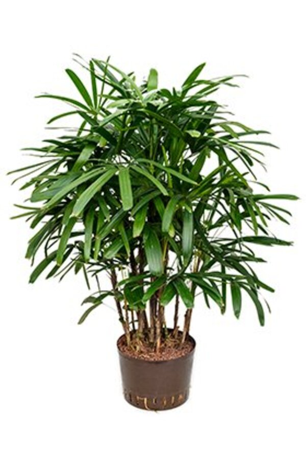 Hydroplant Rhapis excelsa