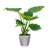 Alocasia Cucullata in Zelfwatergevende Classico