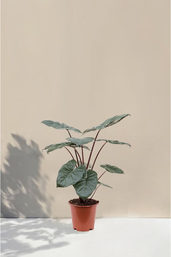 Alocasia Yucatan Princess S