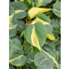 Philodendron Grand Brasil