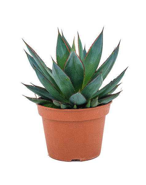 triatlon Herdenkings beest Agave plant kopen? | Mooiste planten direct in pot bestellen - Fleurdirect