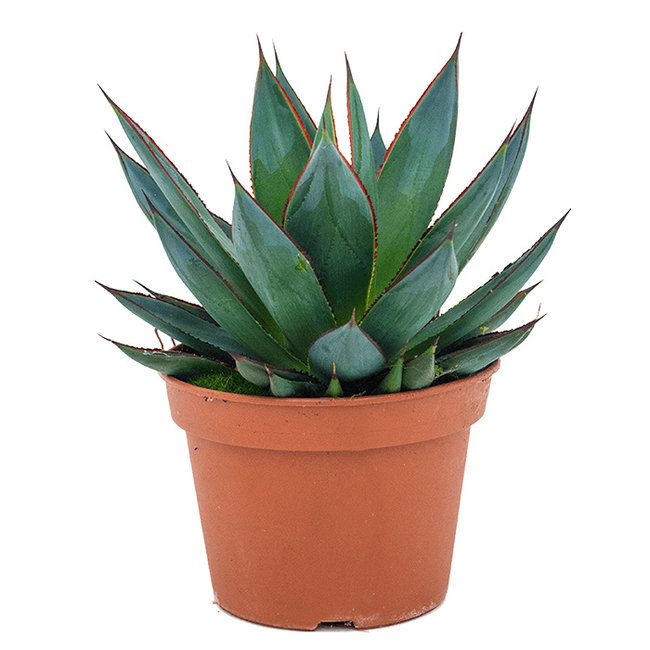 Agave Shaka Zulu