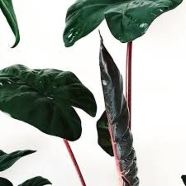 Alocasia Yucatan Princess M