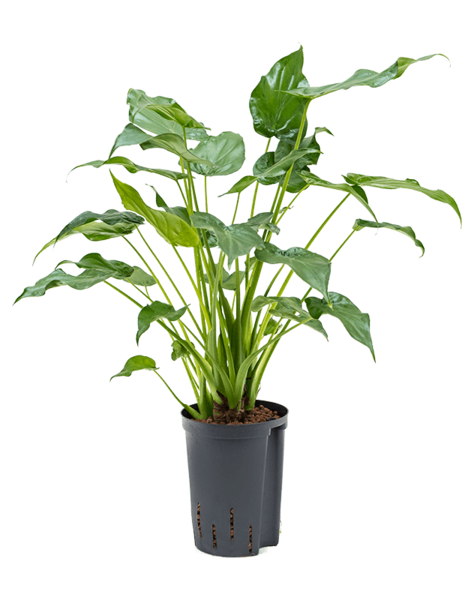 Hydroplant Alocasia