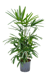 Hydroplant Rhapis excelsa