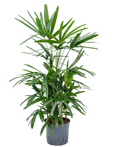 Hydroplant Rhapis