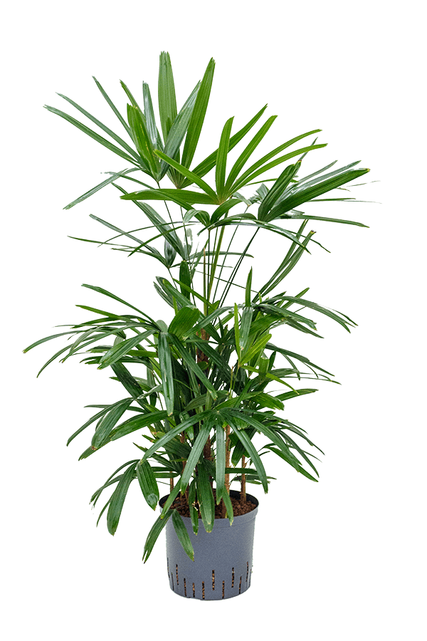 Hydroplant Rhapis excelsa