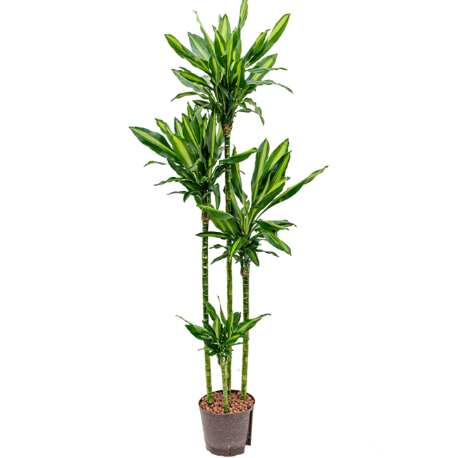 Hydroplant Dracaena cintho