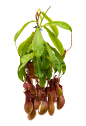 Nepenthes alata