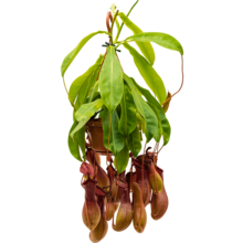 Nepenthes