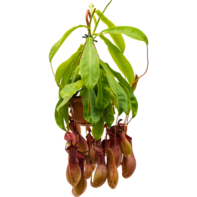 Nepenthes alata