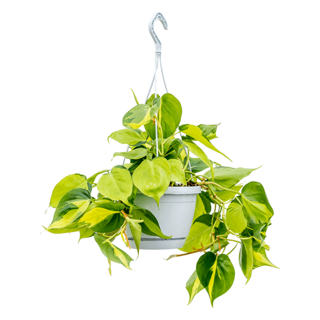 Philodendron scandens brasil