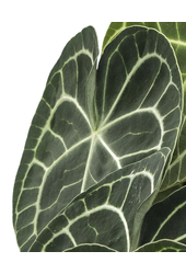 Anthurium clarinervium S