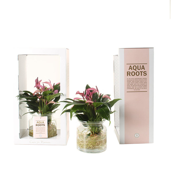 Aqua Roots Zizou Anthurium