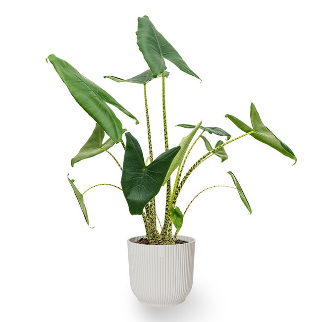 Alocasia Zebrina in Vibes Fold Pot