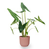 Alocasia Zebrina in Vibes Fold Pot