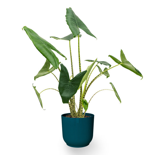 Alocasia Zebrina in Vibes Fold Pot