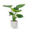 Alocasia Cucullata in Vibes Fold Pot