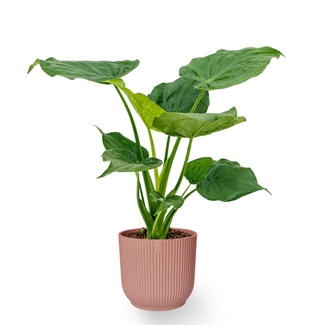 Alocasia Cucullata in Vibes Fold Pot