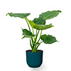 Alocasia Cucullata in Vibes Fold Pot