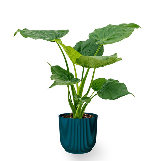 Alocasia Cucullata in Vibes Fold Pot