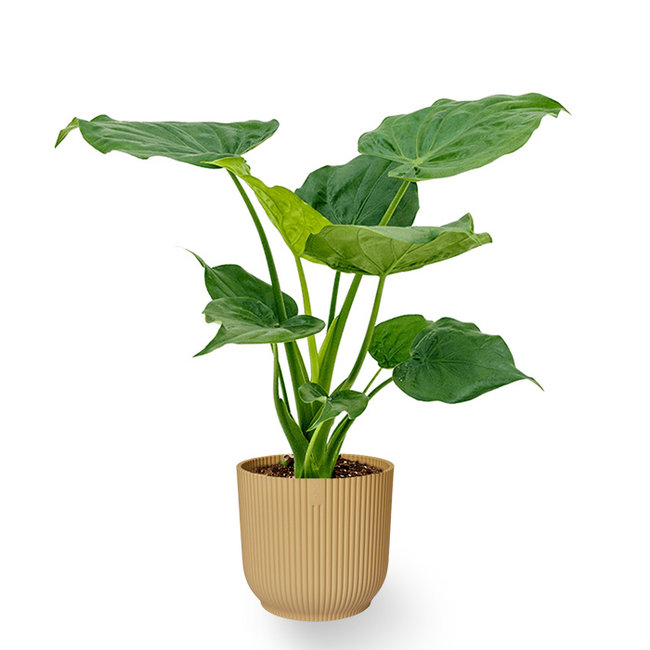 Alocasia Cucullata in Vibes Fold Pot