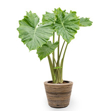 Rotan | Alocasia