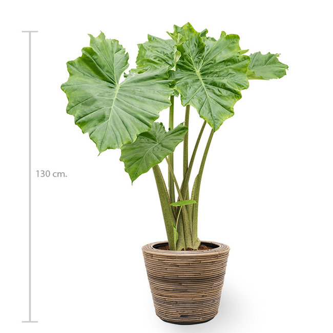 Alocasia Portadora in Drypot Rattan