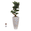 Bonsai in Schelpen Pot Wit Exclusive