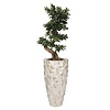 Bonsai in Schelpen Pot Wit Exclusive