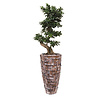 Bonsai in Schelpen Pot Wit Exclusive