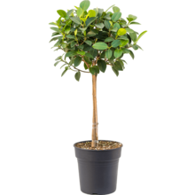 Ficus