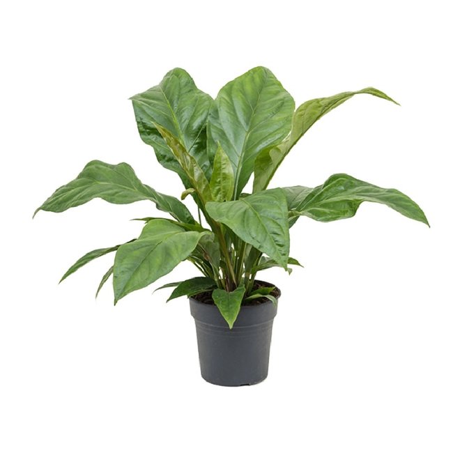 Anthurium Jungle King Small