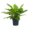 Philodendron Imperial Green S