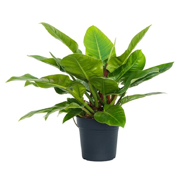 Philodendron Imperial Green S