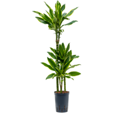 Hydroplant Dracaena