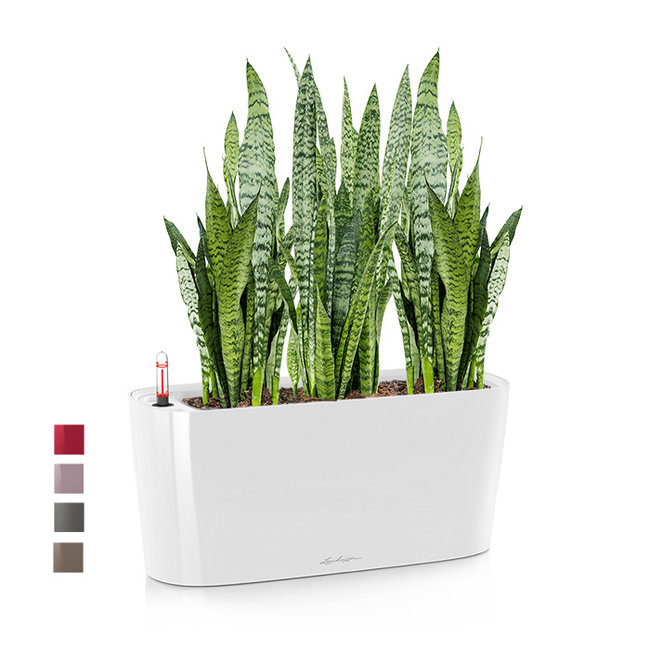 Sansevieria Zeylanica In Zelfwatergevende Delta